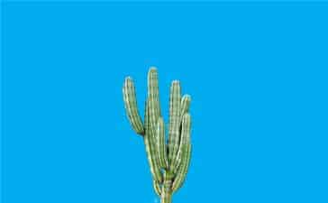Luego - Desert Rose